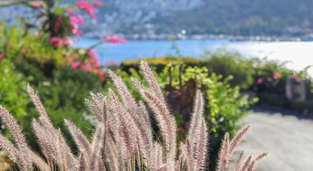 Decorative Purple Fountain Grass on the sea background. Pennisetum Setaceum Rubrum. Natural background and gardening conceptの写真素材