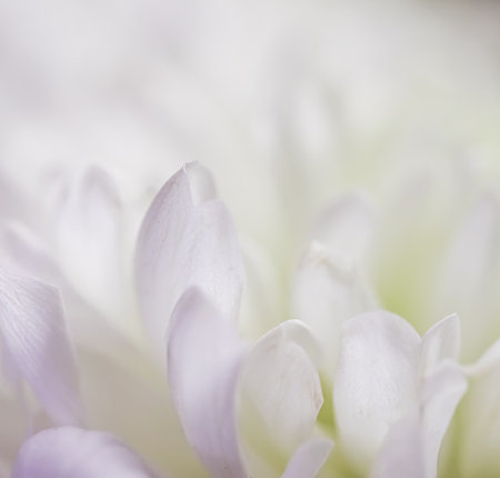 Abstract floral background, white purple chrysanthemum flower petals. Macro flowers backdrop for holiday design. Soft focusの写真素材
