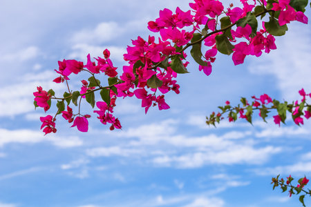 Magenta bougainvillea flowers on the background of the sky with cloudsの写真素材