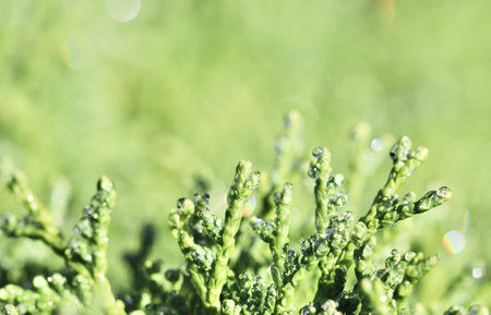 A bright macro shot of evergreen foliage, like Thuja or Cypress, topped with glistening dew drops,...