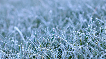 A close-up, horizontal view of blades of green grass covered in a delicate layer of white frost, icy...