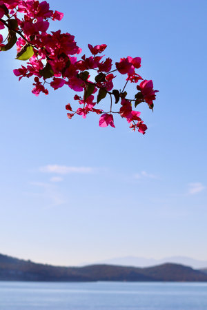Crimson bougainvillea flowers framing a serene Mediterranean seascape, promoting holiday, summer vacation, and nature's beautyの写真素材