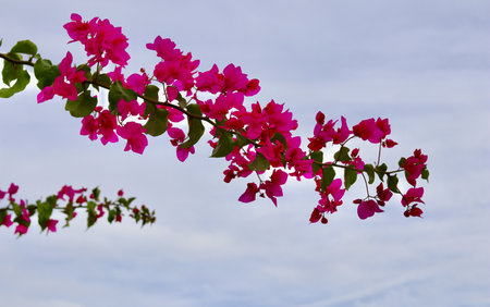 Bougainvillea branch bursting with pink flowers, symbolizing summer, tropical beauty, and natural growth under a soft skyの写真素材