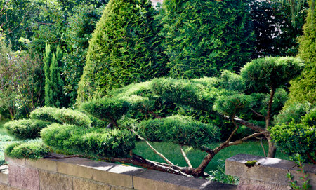 Garden featuring manicured green topiary shrubs and evergreen plants, creating a serene and...