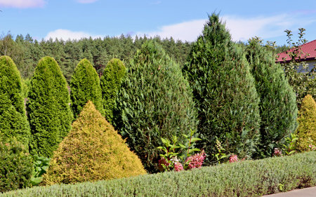 Garden showcasing a variety of thuja conifers, green shrubs, and a meticulously trimmed hedge under bright sunlightの写真素材