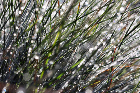 An intense macro shot of fine green and brown reeds covered in glistening dewdrops, featuring a...