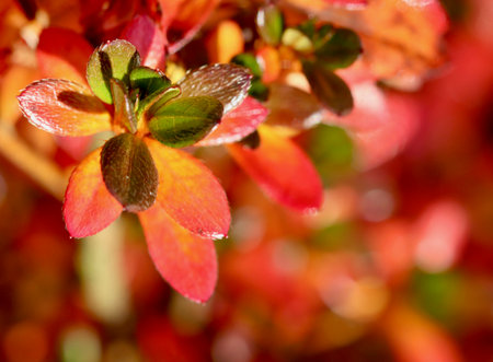 A stunning macro closeup of small plant leaves of Azalea Japanese Geisha Red colored in red, orange, and green, reflecting bright sunlight against a deeply blurred, warm autumn background. High quality photoの写真素材