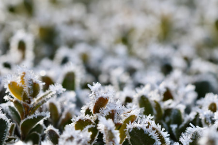 Delicate hoarfrost crystals covering the green leaves of garden plants, showing the intricate beauty of nature's winter transformationの写真素材