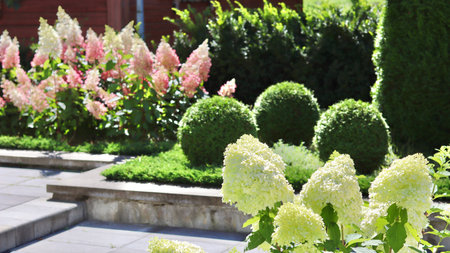 A sunny, multilevel garden featuring large panicles of white and pink Hydrangea flowers, contrasting...