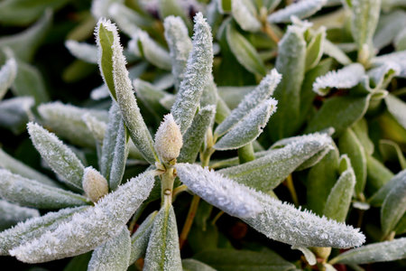 Green plant leaves completely covered with delicate hoarfrost crystals, capturing the essence of cold winter weather and frozen natureの写真素材