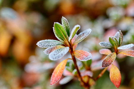 Hoarfrost covering vibrant green and orange plant leaves in a winter garden, capturing the delicate beauty of cold seasonの写真素材