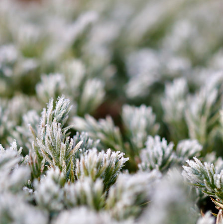 Green foliage covered with sparkling hoarfrost, showing crystalline ice on plants in a garden on a cold winter morningの写真素材