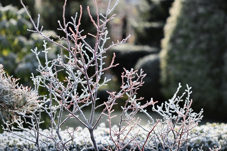 Hoarfrost covering branches in a winter garden creating a serene natural landscape with shimmering ice crystalsの写真素材