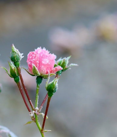 Pink rose bud and green leaves displaying delicate hoarfrost crystals, creating a serene winter scene in a gardenの写真素材