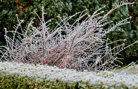 Winter hoarfrost transforms garden plants and red berries into a delicate, icy spectacle,...