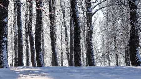 Winter forest with snow covering tree trunks and branches, creating a seasonal cold landscape on a bright dayの写真素材
