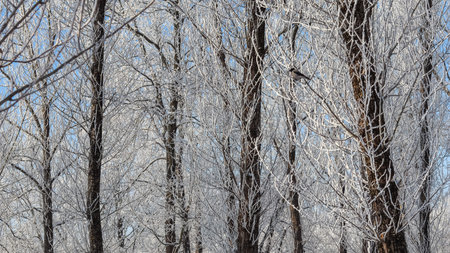 Bird resting on a tree branch in a winter forest, hoarfrost forming intricate white patterns on...