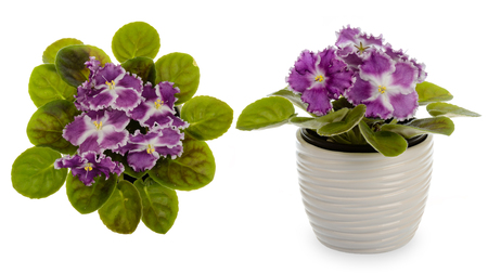 African violet (saintpolia) in decorative ceramic cache pot isolated.の写真素材