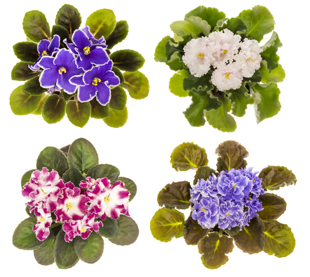 The variety of violet flowers (saintpolia) isolated on white background.の写真素材