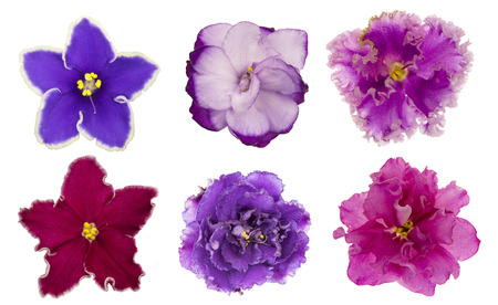 The variety of violet flowers (saintpolia) isolated on white background.の写真素材
