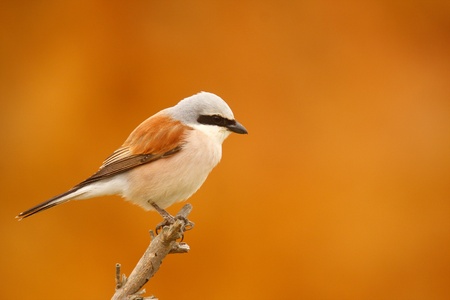 Red-backed shrike Lanius collurioの写真素材