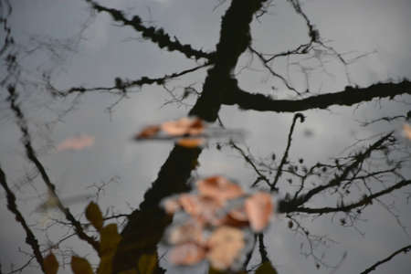landscape of leaves reflected in waterの写真素材