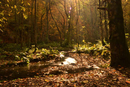 a view from the depths of the forest