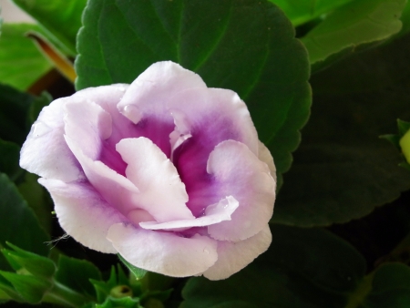 Gloxiniaの写真素材