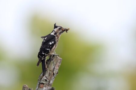 Dendrocopos canicapillus, Gray-headed Pygmy Woodpeckeの写真素材