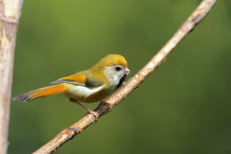 Orange Parrotbill, Paradoxornis verreauxiの写真素材