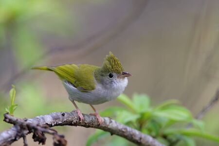 White-bellied Tree Babbler, Erpornis zantholeucaの写真素材