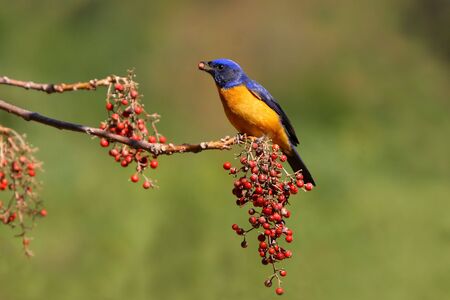 Niltava vivida, Vivid Niltavaの写真素材