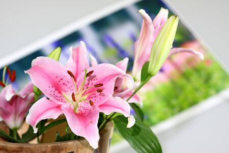 Mid-century Lilyの写真素材