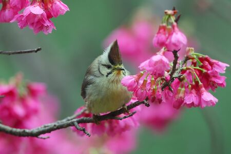 Like licking bird cherry nectar, which is unique to Taiwanの写真素材