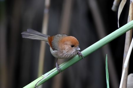 Vinous-throated Parrotbillの写真素材