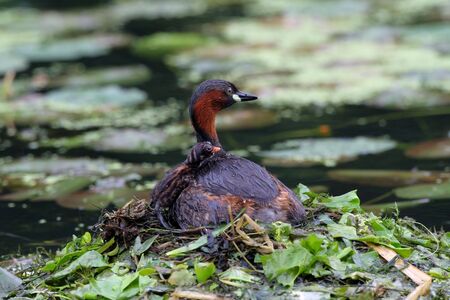 Little Grebe, Tachybaptus ruficollisの写真素材