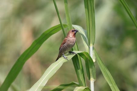 Nutmeg Mannikin, Lonchura punctulataの写真素材
