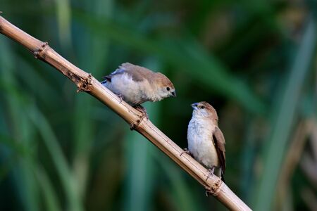 Indian Silverbill, Lonchura malabaricaの写真素材