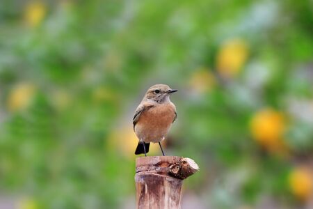 Desert Wheatear, Oenanthe desertiの写真素材