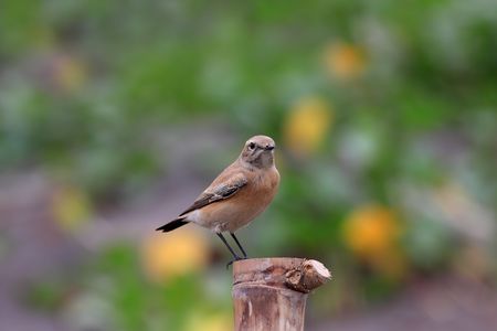 Desert Wheatear, Oenanthe deserti