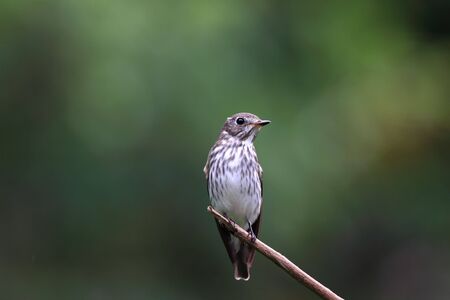 Grey-streaked Flycatcher, Muscicapa griseistictaの写真素材