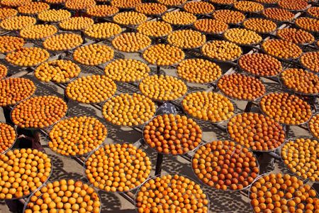 Persimmon in the open acceptance of solar insolation