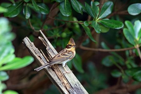 Yellow-throated Buntingの写真素材