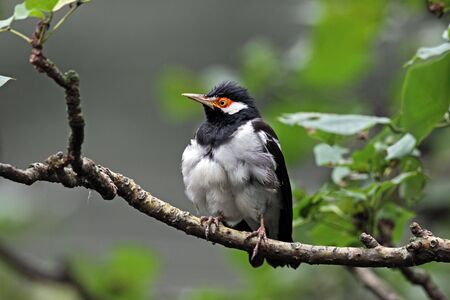 Pied Mynaの写真素材