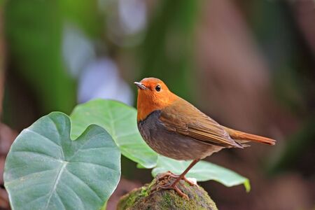 Japanese Robin, Luscinia akahigeの写真素材