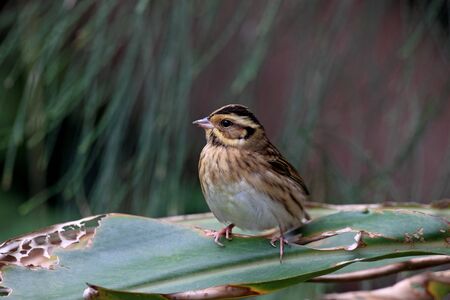 Tristram's Bunting, Emberiza tristramiの写真素材