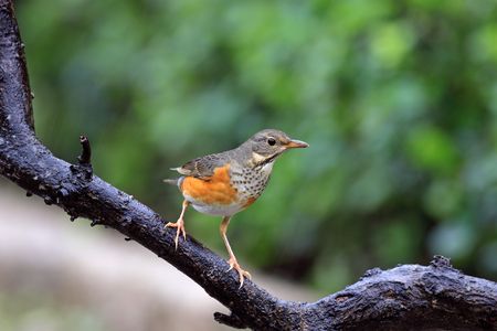 Gray-backed Thrush, Turdus hortulorumの写真素材