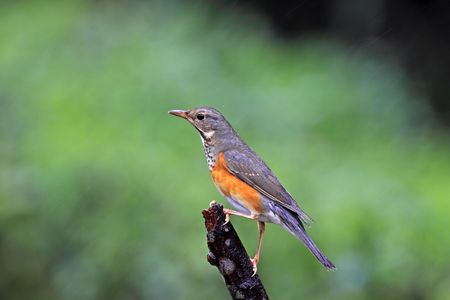 Gray-backed Thrush, Turdus hortulorum