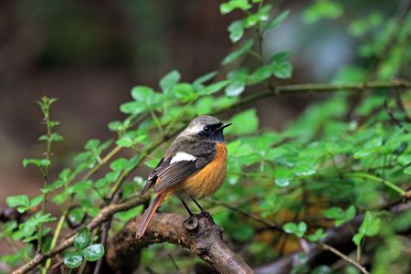 Daurian Redstart, Phoenicurus auroreus