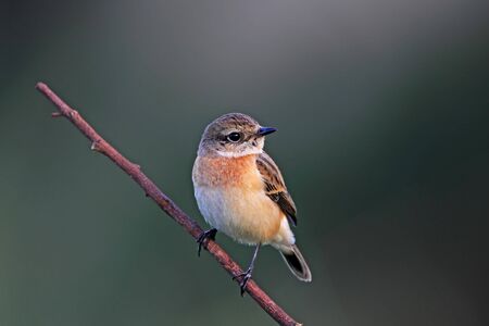 Stonechat, Saxicola torquata